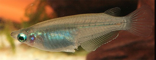 Oryzias javanicus   Rijstvisje L